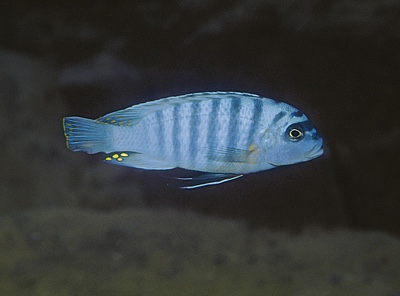 Maylandia fainzilberi 'Undu Reef'